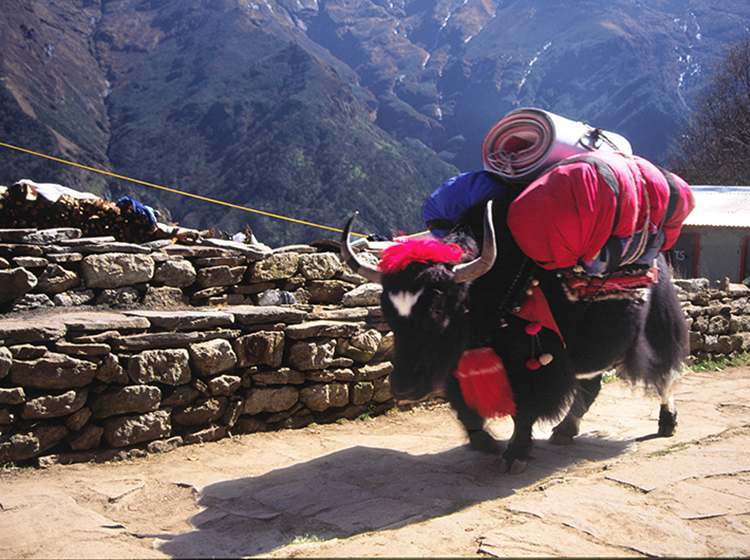 GHT History Yak at Kyangjuma Everest Region Nepal